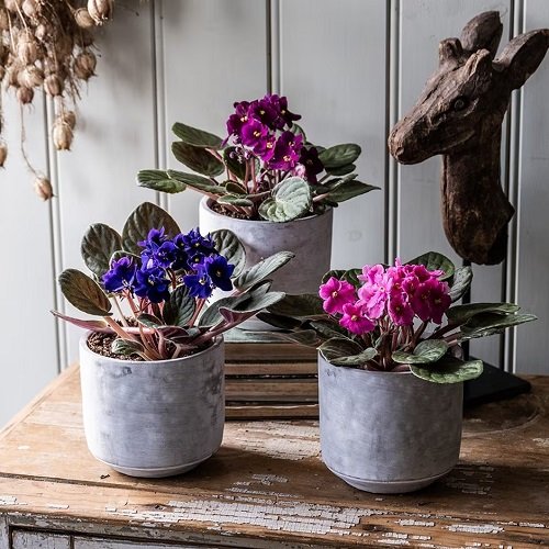 African Violets Display Ideas couple pot