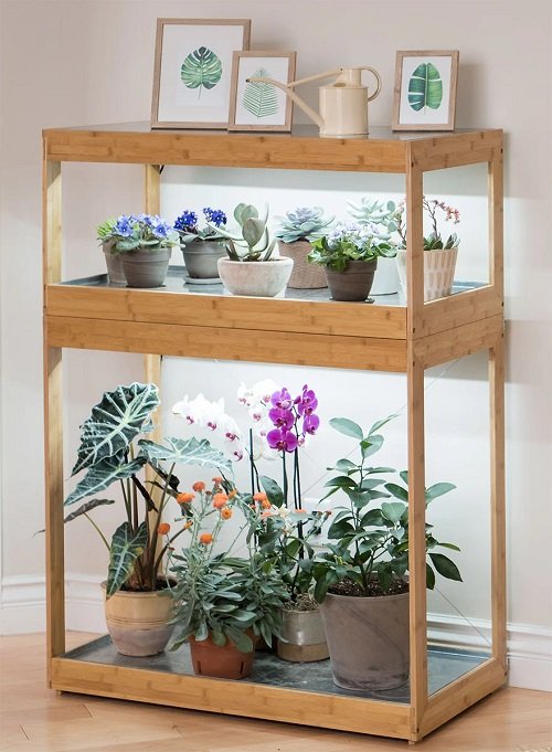 African Violets Display home ideas