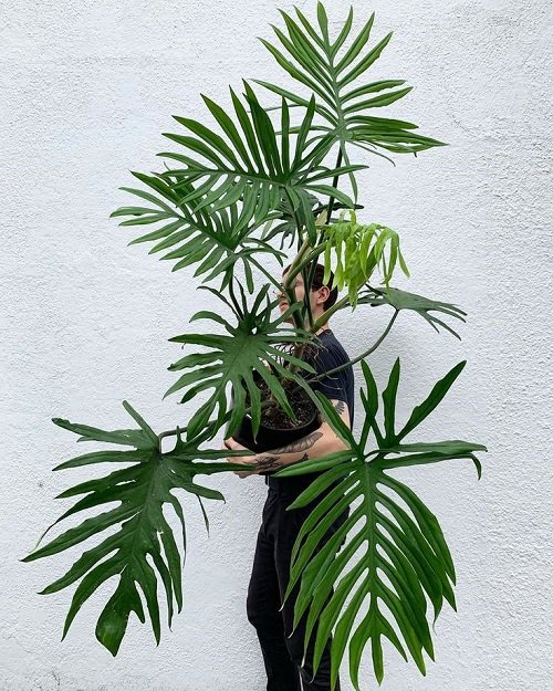 Plants that Look Like Palm Trees in pot
