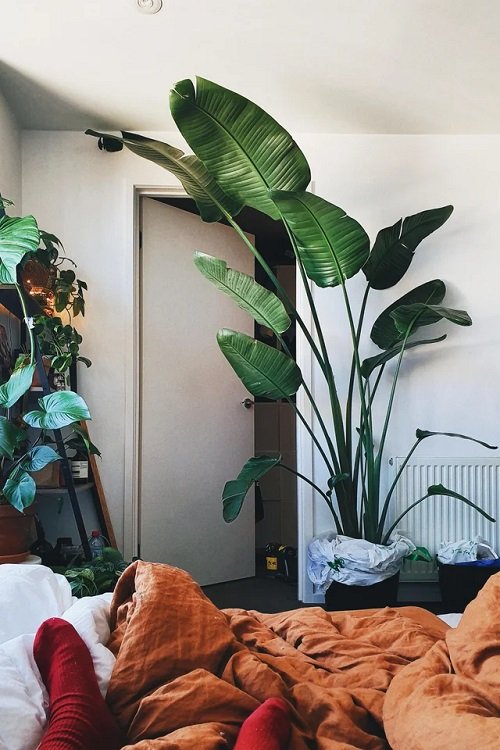 Indoor Plants that Look Like Palm Trees 2