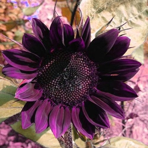 Black Magic Sunflower Best Purple Sunflowers