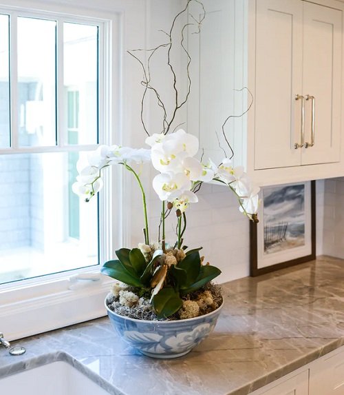 Tips for Prolong and Long Lasting Orchid Flowers in home 