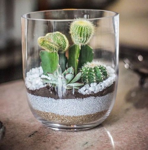 These Mini Succulents in whiskey Glass