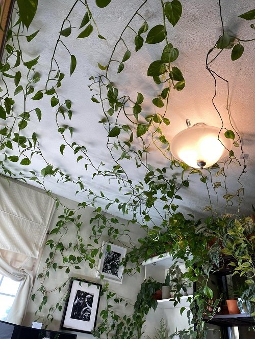 Incredible Ideas for Indoor Plant Decor3