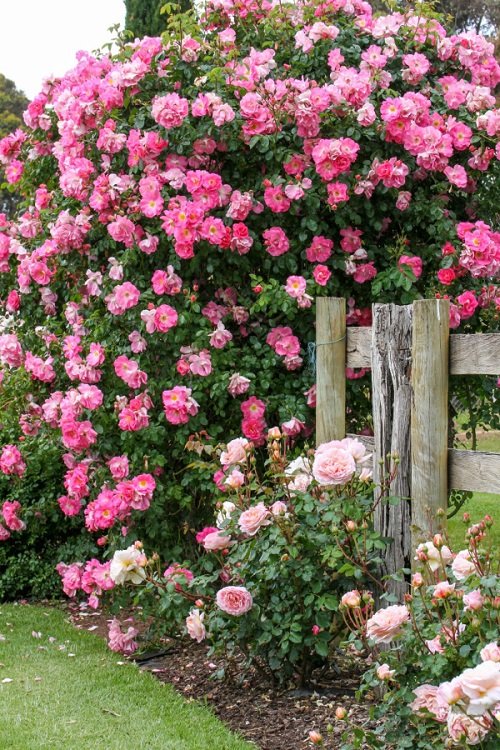 Stunning Pink Rose Garden bunch