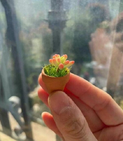 Mini Succulents in tiny Pots Are the Cutest Thing