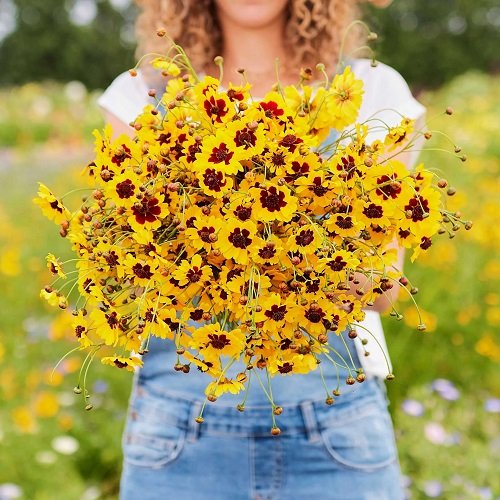 Coreopsis Flower Meaning