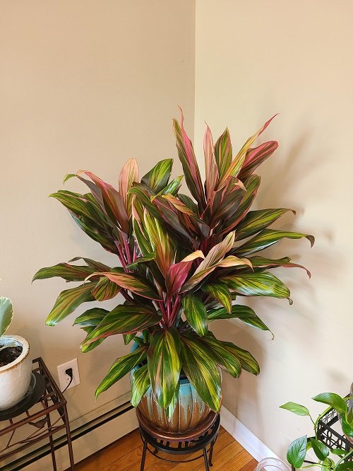 Indoor Plants That Look Like Palm Trees3