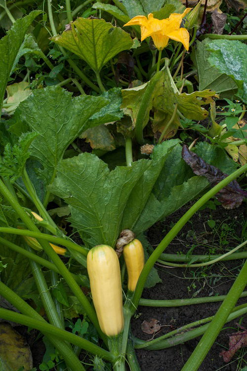 mini Zucchini That Grow in garden 