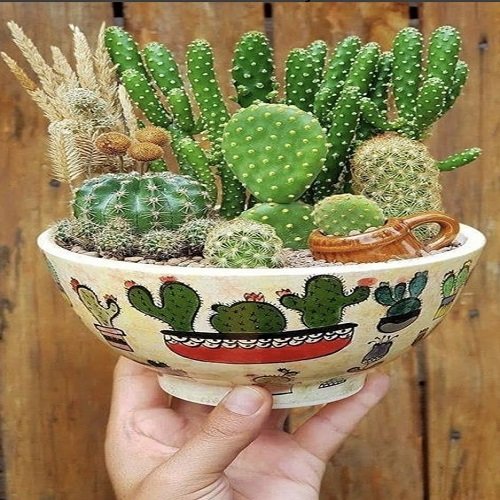 These Mini Succulents in soup bowl