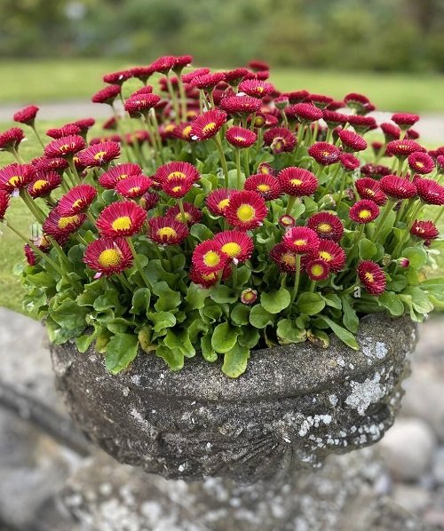 Plants that Bloom Instantly After Planting