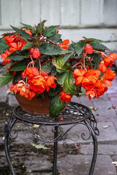 Begonia Flower Meaning