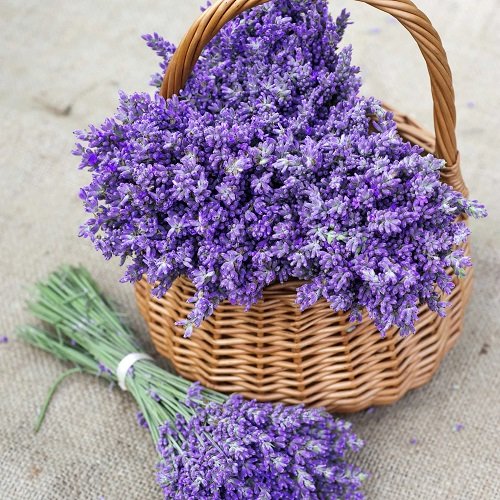 Gifting Lavender Flowers 
