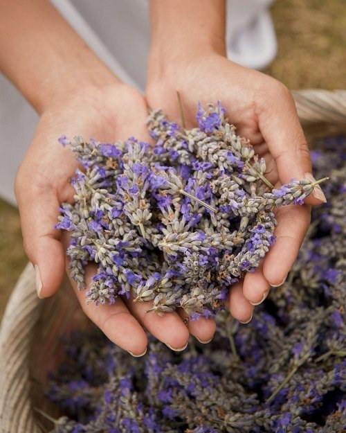 Lavender Flower Meaning and symbolism 