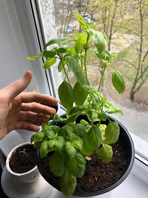 Tips to Grow Bigger Basil Leaves 2