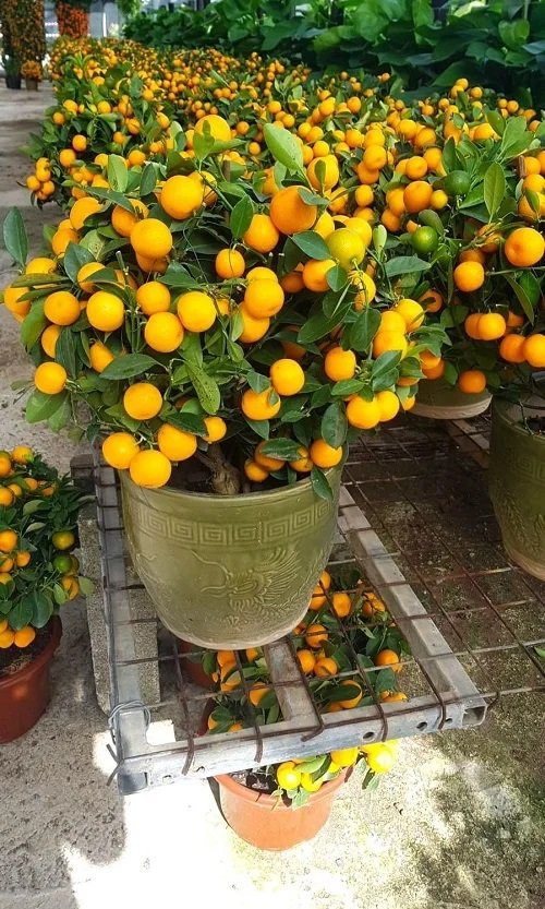 Orange Tree Care in Pots