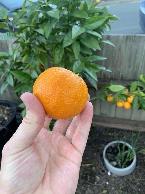 Harvesting Orange Tree Care in Pots