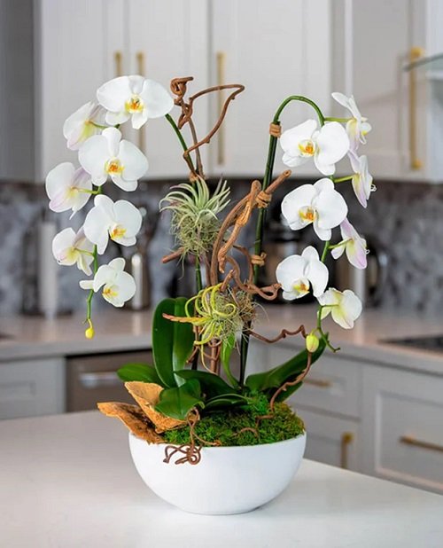 Orchids Toxic to Cats eat