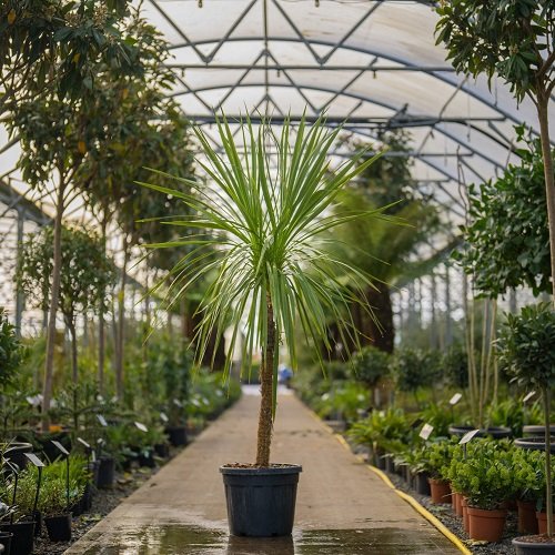  Plants That Look Like Palm Trees in home