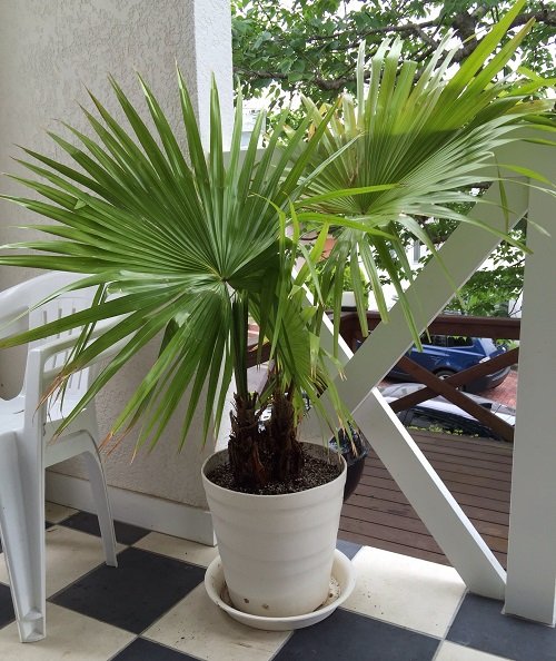 Super Important Palm Tree Growing Tips 7