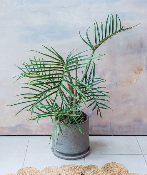 Indoor Plants That Look Like Palm Trees