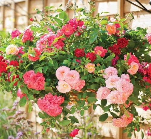 Stunning Pink Rose Garden in hanging basket