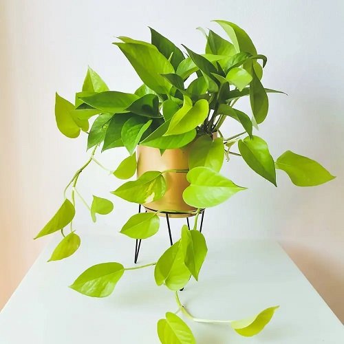 Never Need to Buy Another Pothos Again