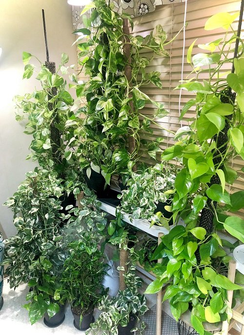 Never Need to Buy Another Pothos Again