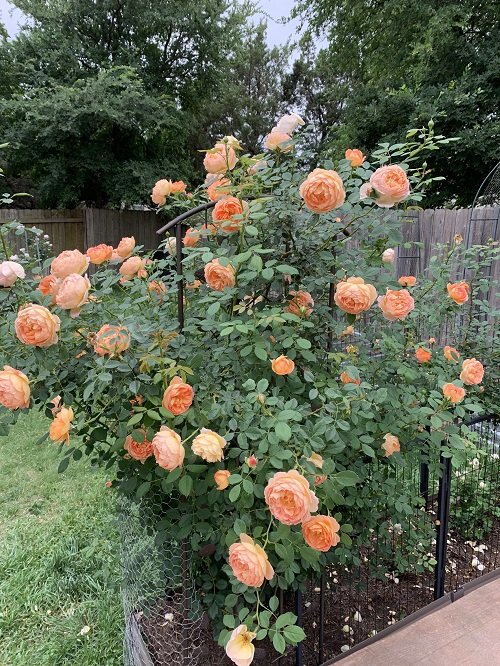 Common Rose Growing Mistakes 