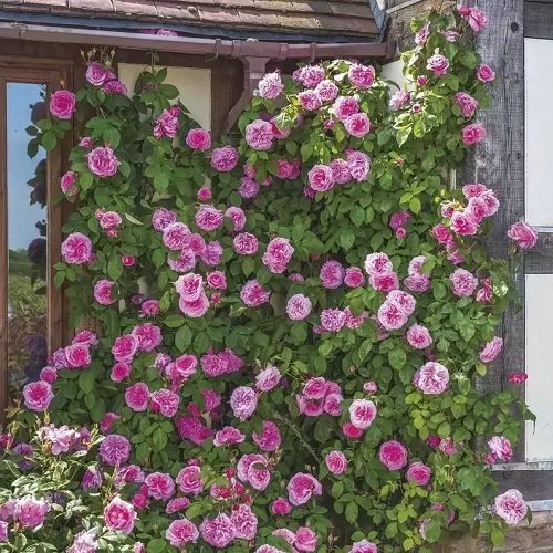 Stunning Pink Rose Garden7