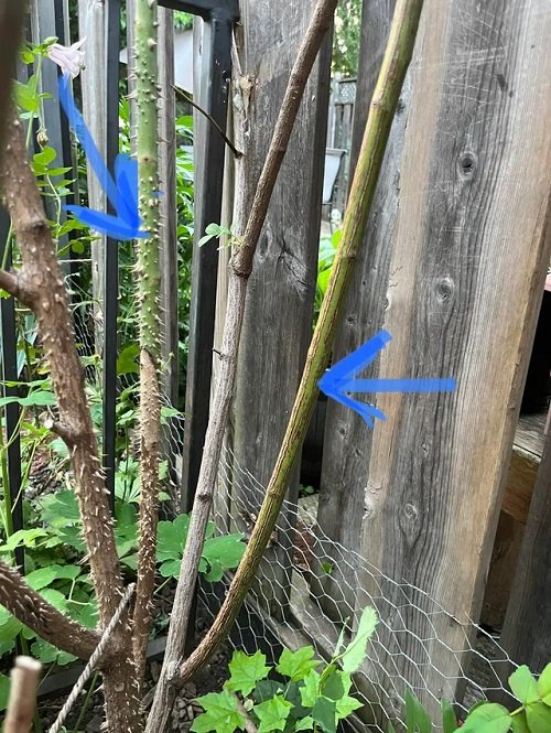 Common Rose Growing Mistakes in plant sucker 