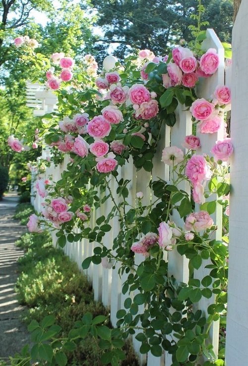 Stunning Pink Rose Garden4

