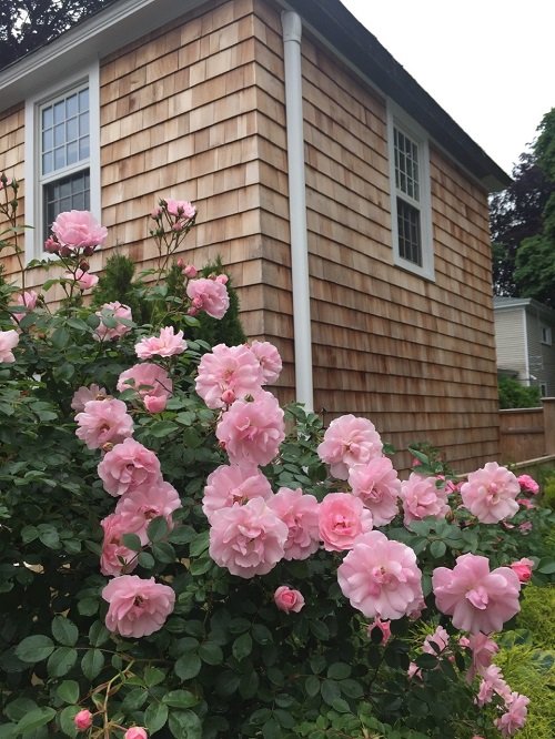 Stunning Pink Rose Garden Ideas 5