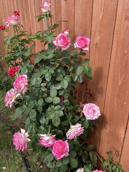 Stunning Pink Rose Garden Ideas2