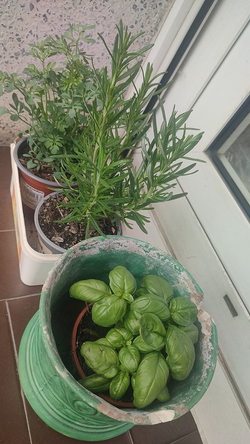 Grow Rosemary with other herbs 