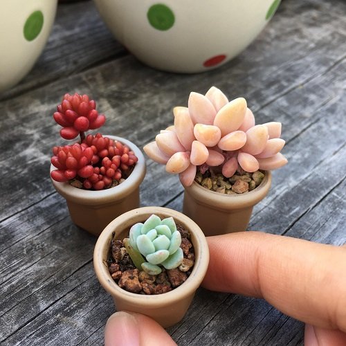 Colorful Mini Succulents in Mini Pots Are the Cutest Thing