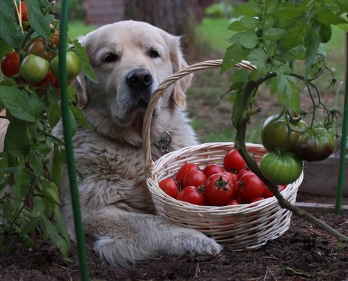 Fruits Dog Can't Eat