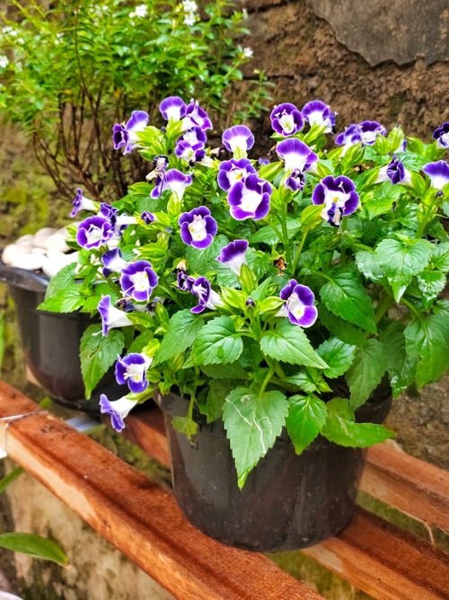 Beautiful 4 Petal Flowers in pot
