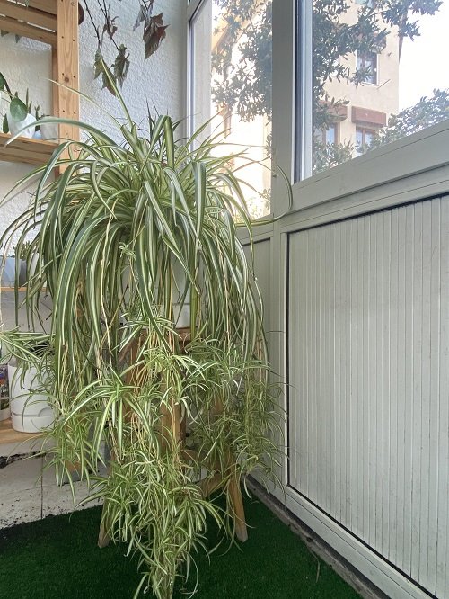 Spider Plant as a Tree 2