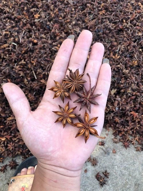 Plants pods that Look Like Starfish