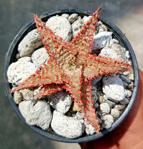 Plants that Look Like Starfish in pot 