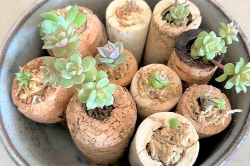 These Mini Succulents in Mini corked