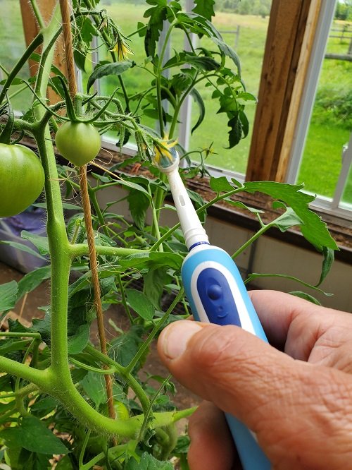 Tickle Your Tomato Plants 2