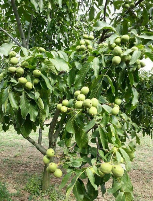 Walnut Fruit Trees that Grow in Ohio