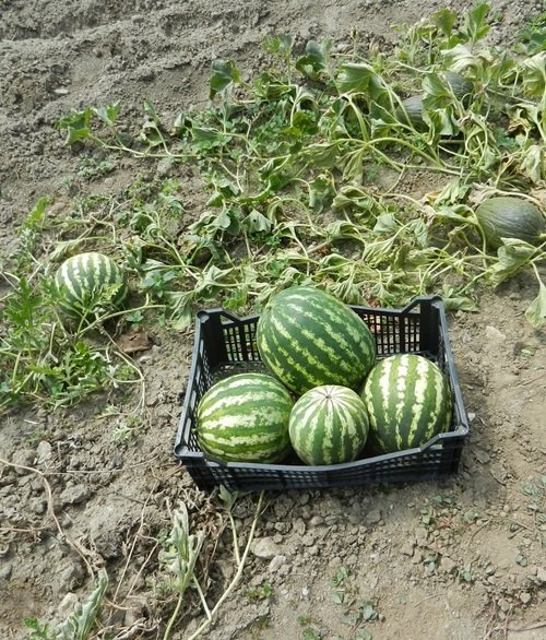 Harvesting Watermelon Growing Stages