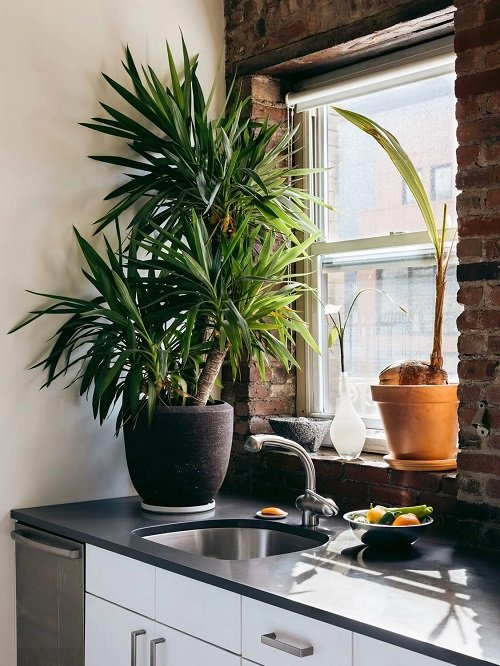 Fabulous Indoor Plant Decor Ideas