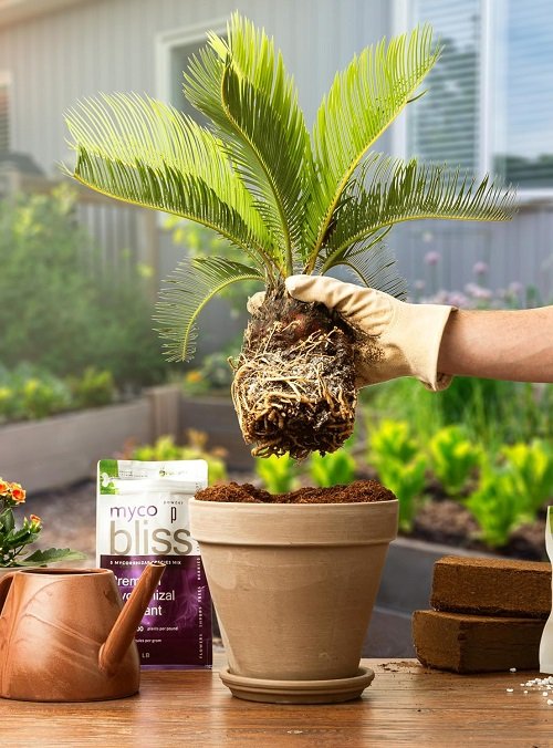 Best Palm Tree Growing Tips Mycorrhizal Fungi