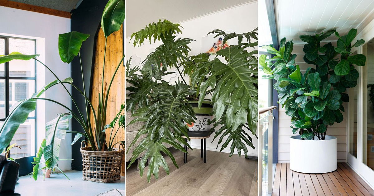 10 Extra Large Houseplants You Must Grow | Balcony Garden Web