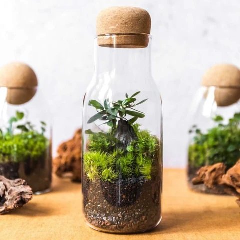 Plant Terrarium Bottles