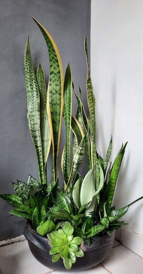 Trendy Snake Plant Arrangements with succulents 